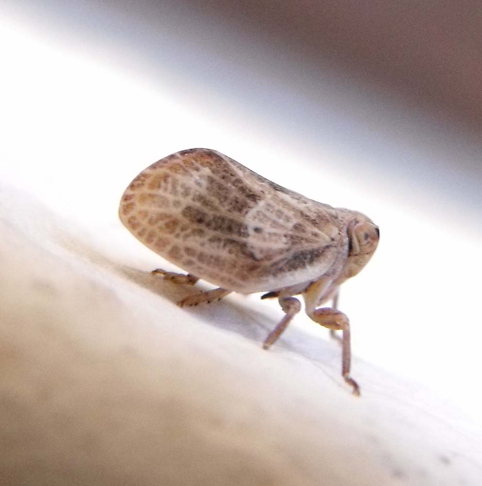 Omottero maremmano: Issidae